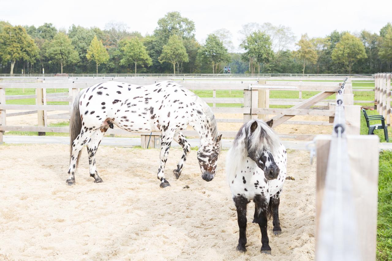 Human & Horse Hotel Kootwijkerbroek Exteriör bild